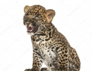 Leopardo-do-Sinai - Filhote 1