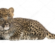 Leopardo-do-Sinai - Filhote 2