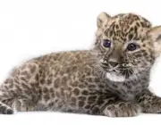 Leopardo-do-Sinai - Filhote 6