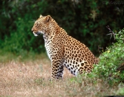 Leopardo-do-Sinai 1