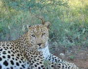 Leopardo-do-Sinai 2