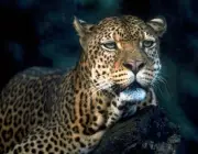 Leopardo-do-Sinai 4
