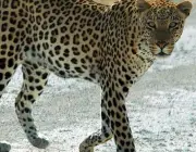 Leopardo-do-Sinai 5