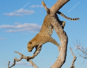 Leopardo Escalando em Árvore 1