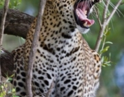 Leopardo Escalando em Árvore 2