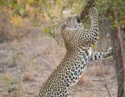 Leopardo Escalando em Árvore 3
