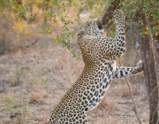 Leopardo Escalando em Árvore 3