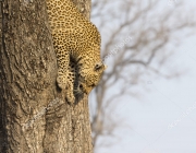 Lone leopard climbing fast down a high tree trunk in nature during daytime