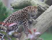 Leopardo Escalando em Árvore 5
