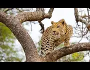 Leopardo Escalando em Árvore 6