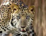 Leopardo 3