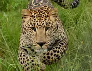 Leopardo 4