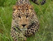 Leopardo 4