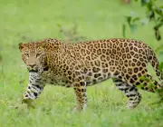 Leopardo 5