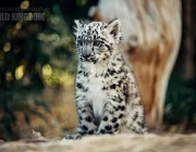 Leopardo Nebuloso de Bornéu - Filhotes 2