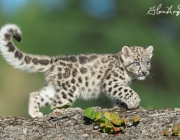 Leopardo Nebuloso de Bornéu - Filhotes 4