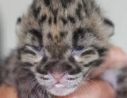 Leopardo Nebuloso de Bornéu - Filhotes 5