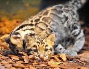 Leopardo Nebuloso de Bornéu - Filhotes 6