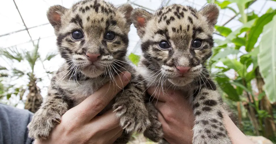 Leopardo Nebuloso de Taiwan - Filhotes 3