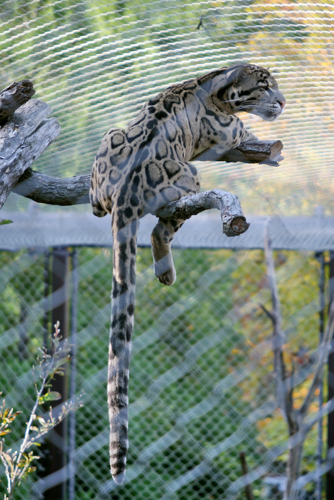 Leopardo Nebuloso de Taiwan - Filhotes 4