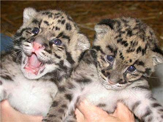 Leopardo Nebuloso de Taiwan - Filhotes 5