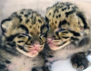 Leopardo Nebuloso de Taiwan - Filhotes 1