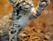 Leopardo Nebuloso de Taiwan - Filhotes 2