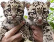 Leopardo Nebuloso de Taiwan - Filhotes 3