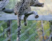 Leopardo Nebuloso de Taiwan - Filhotes 4