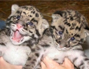 Leopardo Nebuloso de Taiwan - Filhotes 5