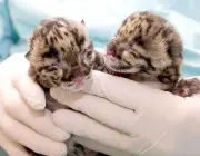 Leopardo Nebuloso de Taiwan - Filhotes 6