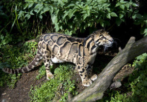 Leopardo Nebuloso de Taiwan 1