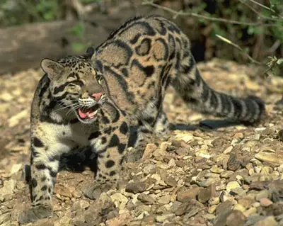 Leopardo Nebuloso de Taiwan 3