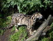 Leopardo Nebuloso de Taiwan 1