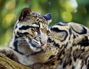 Leopardo Nebuloso de Taiwan 2