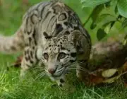 Leopardo Nebuloso de Taiwan 4