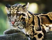 Leopardo Nebuloso de Taiwan 5