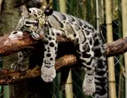 Leopardo Nebuloso de Taiwan 6