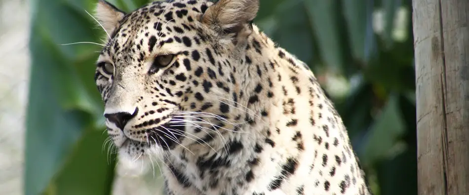 Leopardo-Persa 1