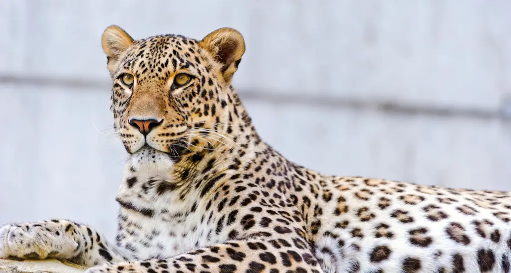 Leopardo-Persa 2