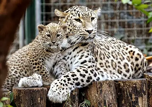 Two-and-a-half-month-old Persian leopard cub Chui, left, and her nine-year-old mother Cezi, seen in their enclosure, in Budapest Zoo, Hungary, Wednesday, Dec. 17, 2008. (AP Photo/MTI, Attila Kovacs)