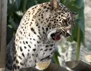 Leopardo-Persa 6