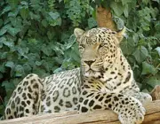 Leopardo Persa em Extinção 2