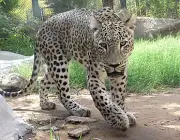Leopardo Persa em Extinção 3