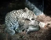 Leopardo Persa em Extinção 4