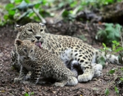 Leopardo Persa em Extinção 5