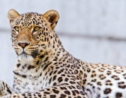 Leopardo Persa em Extinção 6