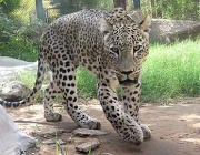 Leopardo Persa 1