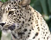 Leopardo Persa 3