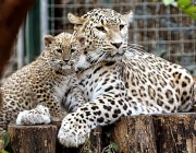 Two-and-a-half-month-old Persian leopard cub Chui, left, and her nine-year-old mother Cezi, seen in their enclosure, in Budapest Zoo, Hungary, Wednesday, Dec. 17, 2008. (AP Photo/MTI, Attila Kovacs)